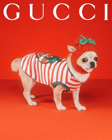 gucci pet store.